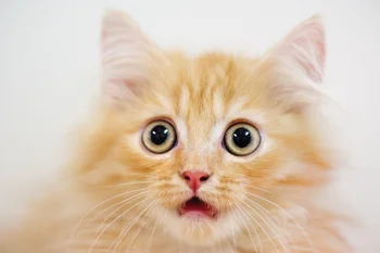 παιχνίδι Αίσθηση